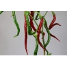 Greendoor Joe’s Long Cayenne – Chili Seeds