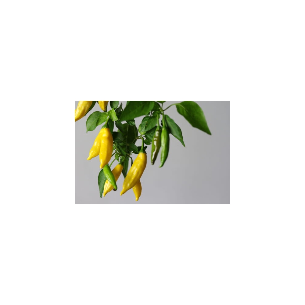 Greendoor Lemon Drop – Chili Seeds