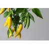 Greendoor Lemon Drop – Chili Seeds