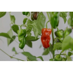 Greendoor Padrón –  Chili Samen