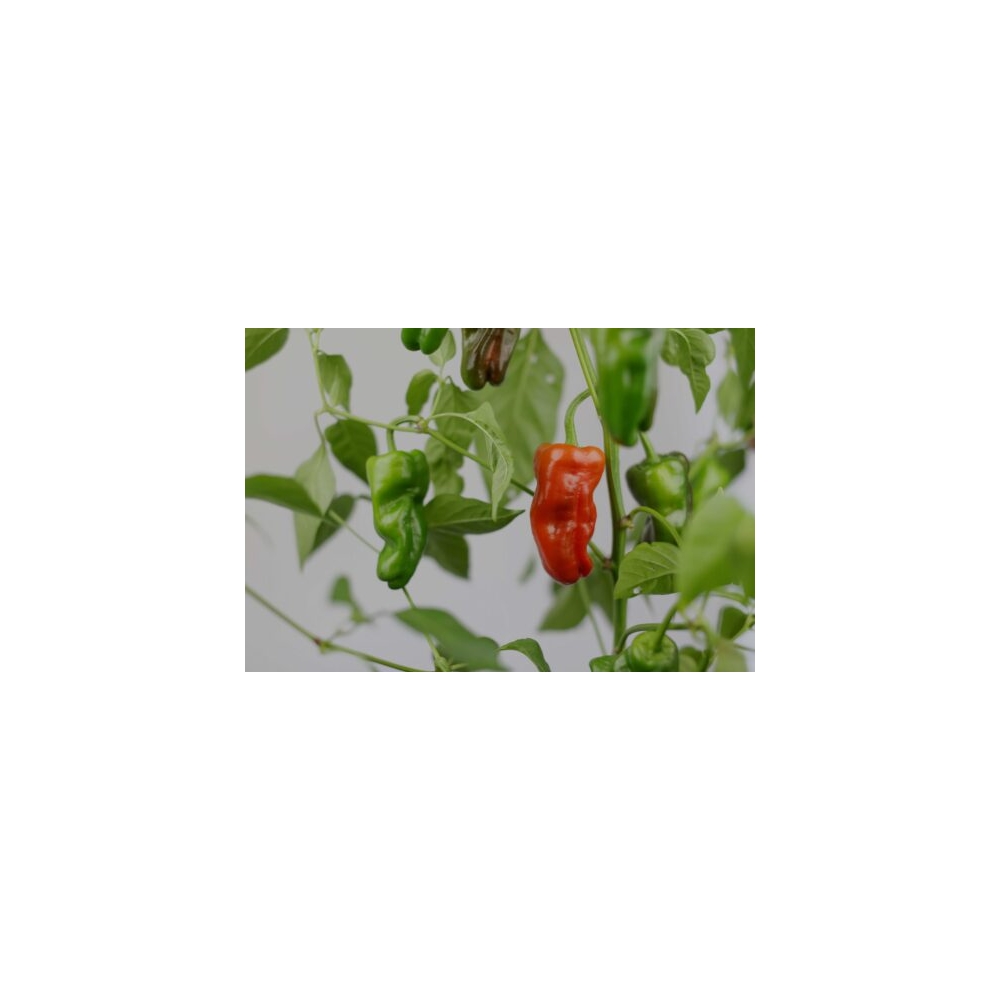 Greendoor Padrón – Graines de piment