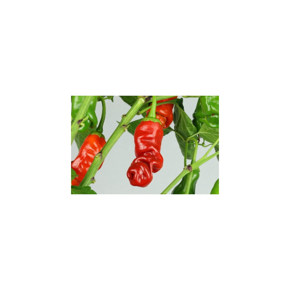 Greendoor Peter Pepper Red – Graines de piment