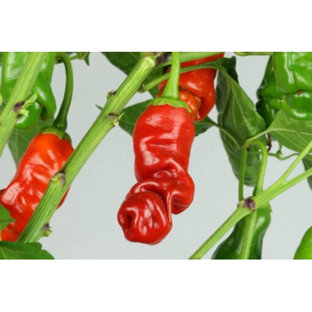Greendoor Peter Pepper Red –  Chili Samen