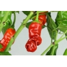 Greendoor Peter Pepper Red –  Chili Samen