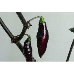 Greendoor Pimenta da Neyde – Graines de piment