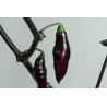 Greendoor Pimenta da Neyde  – Chili Seeds