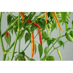Greendoor Piri Piri – Graines de piment
