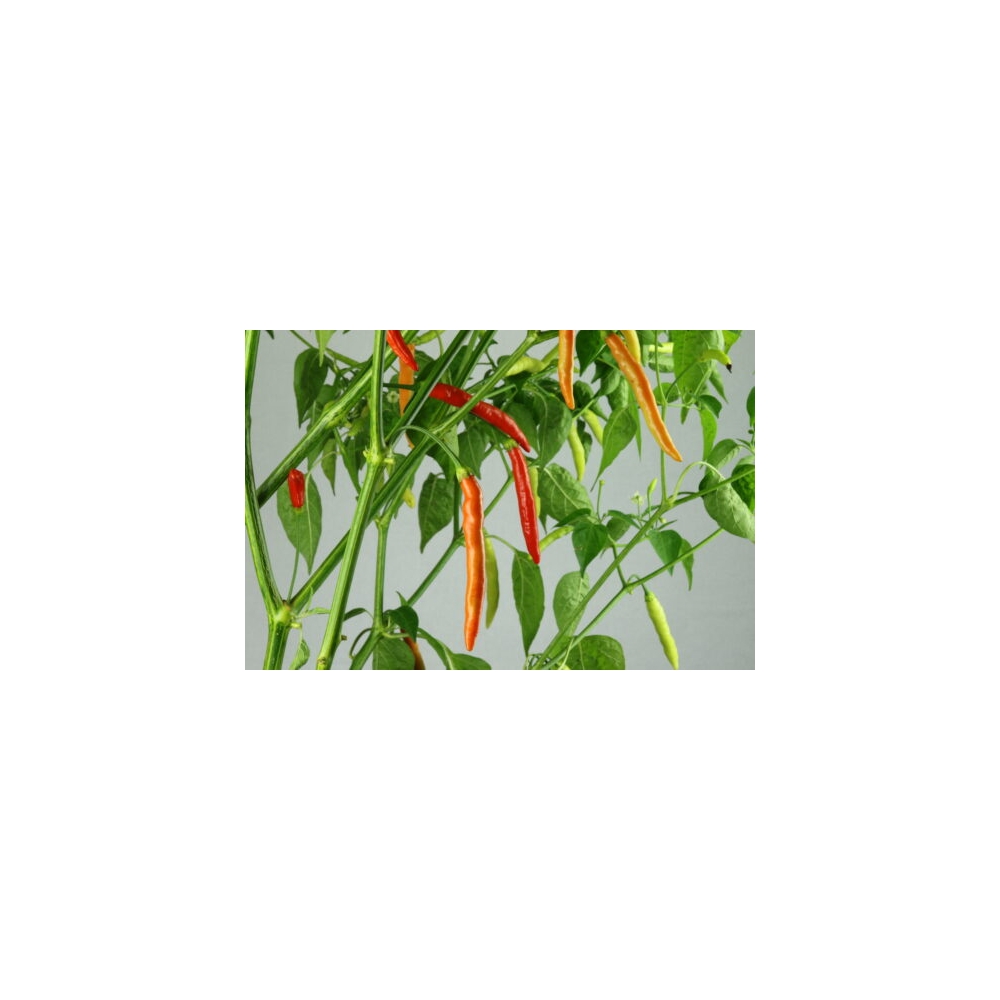 Greendoor Piri Piri – Chili Seeds