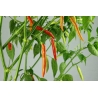 Greendoor Piri Piri – Chili Samen