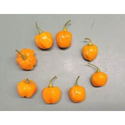 Greendoor Scotch Bonnet Orange – Chili Seeds