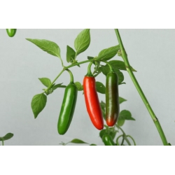 Greendoor Serrano – Graines de piment