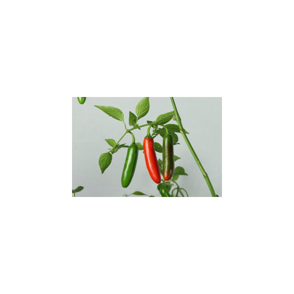 Greendoor Serrano – Graines de piment