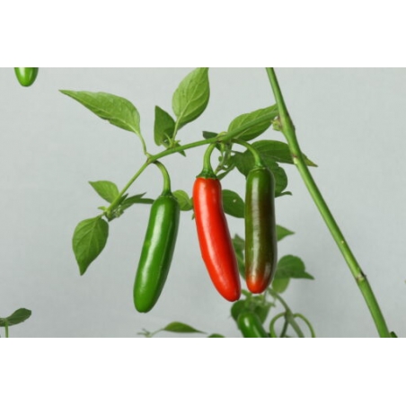Greendoor Serrano –  Chili Seeds
