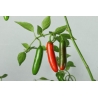 Greendoor Serrano –  Chili Seeds