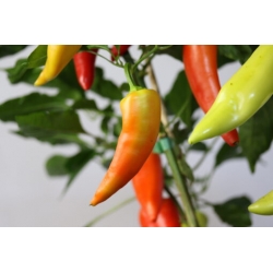 Greendoor Sweet Banana –  Chili Samen