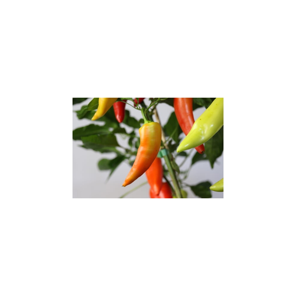 Greendoor Sweet Banana – Chili Seeds
