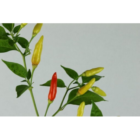 Greendoor Tabasco –  Chili Samen