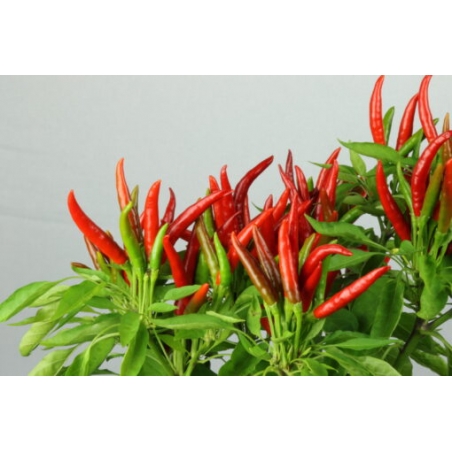 Greendoor Takanotsume –  Chili Samen