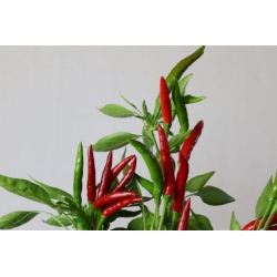 Greendoor Thai Culinary – Chili Seeds