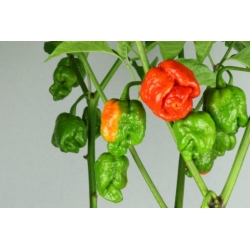 Greendoor Trinidad Scorpion Moruga Red –  Chili Samen
