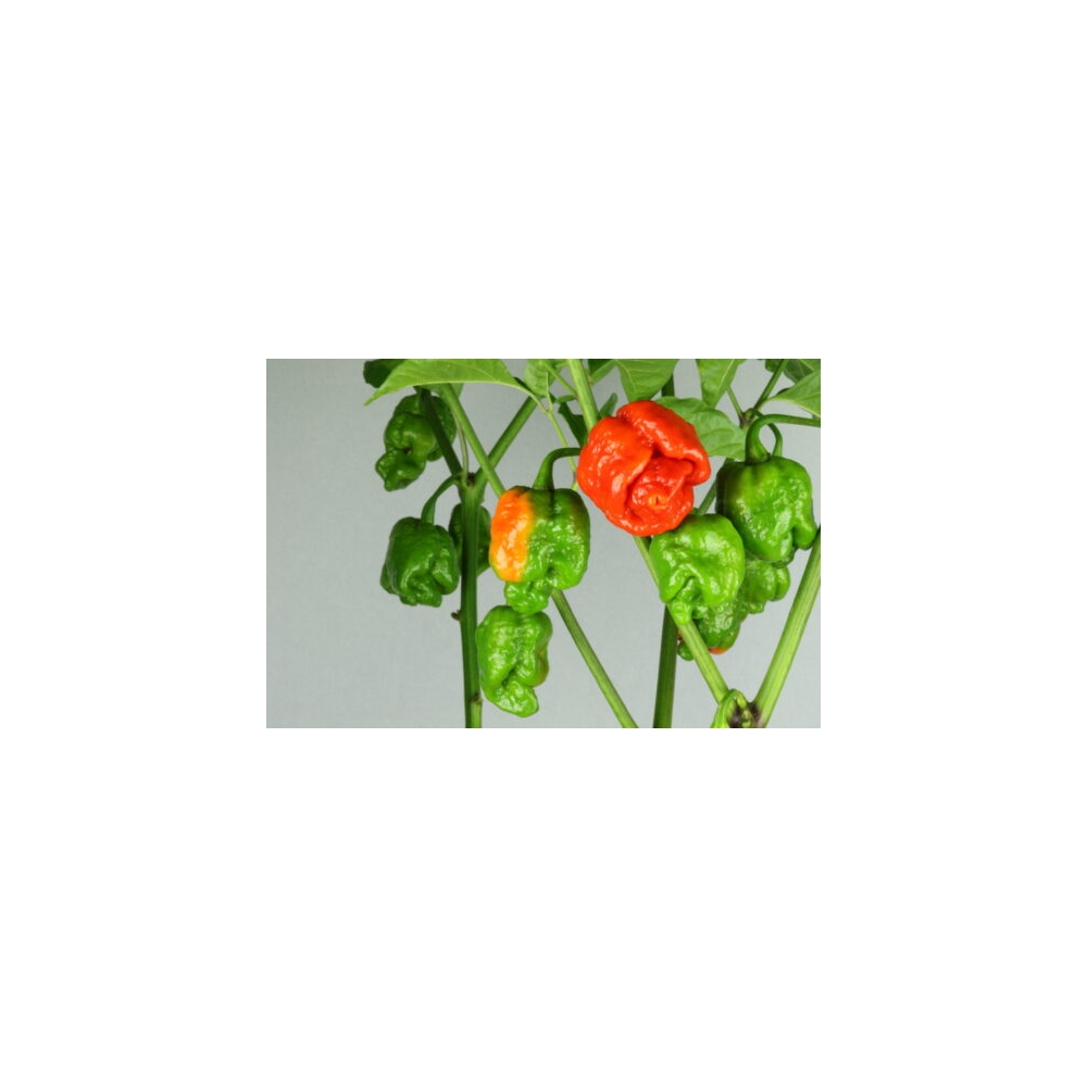 Greendoor Trinidad Scorpion Moruga Red –  Chili Samen