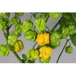 Greendoor Trinidad Scorpion Moruga Yellow –  Chili Samen