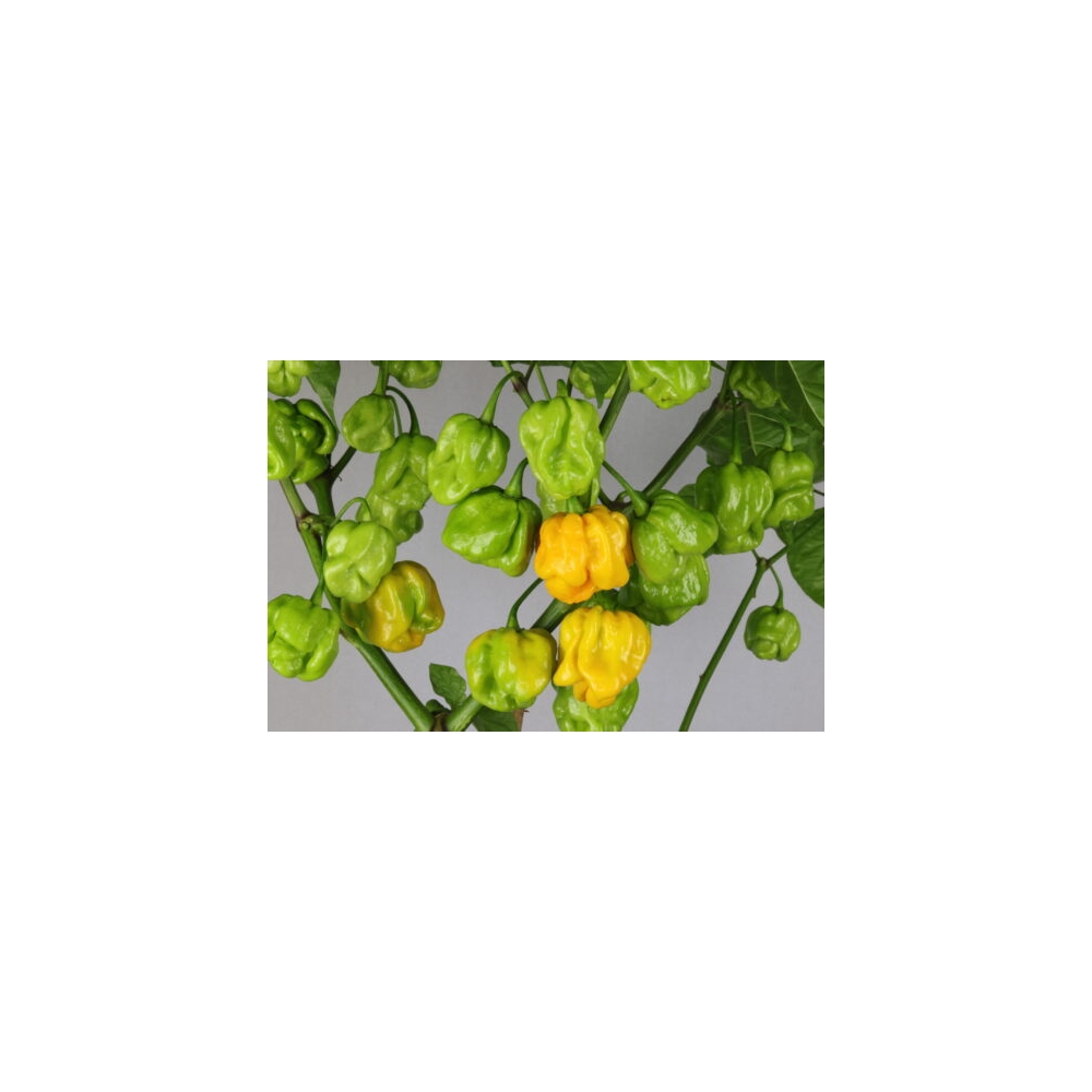 Greendoor Trinidad Scorpion Moruga Yellow – Graines de piment