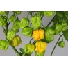 Greendoor Trinidad Scorpion Moruga Yellow –  Chili Samen