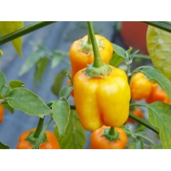 Greendoor Aji Mango – Graines de piment