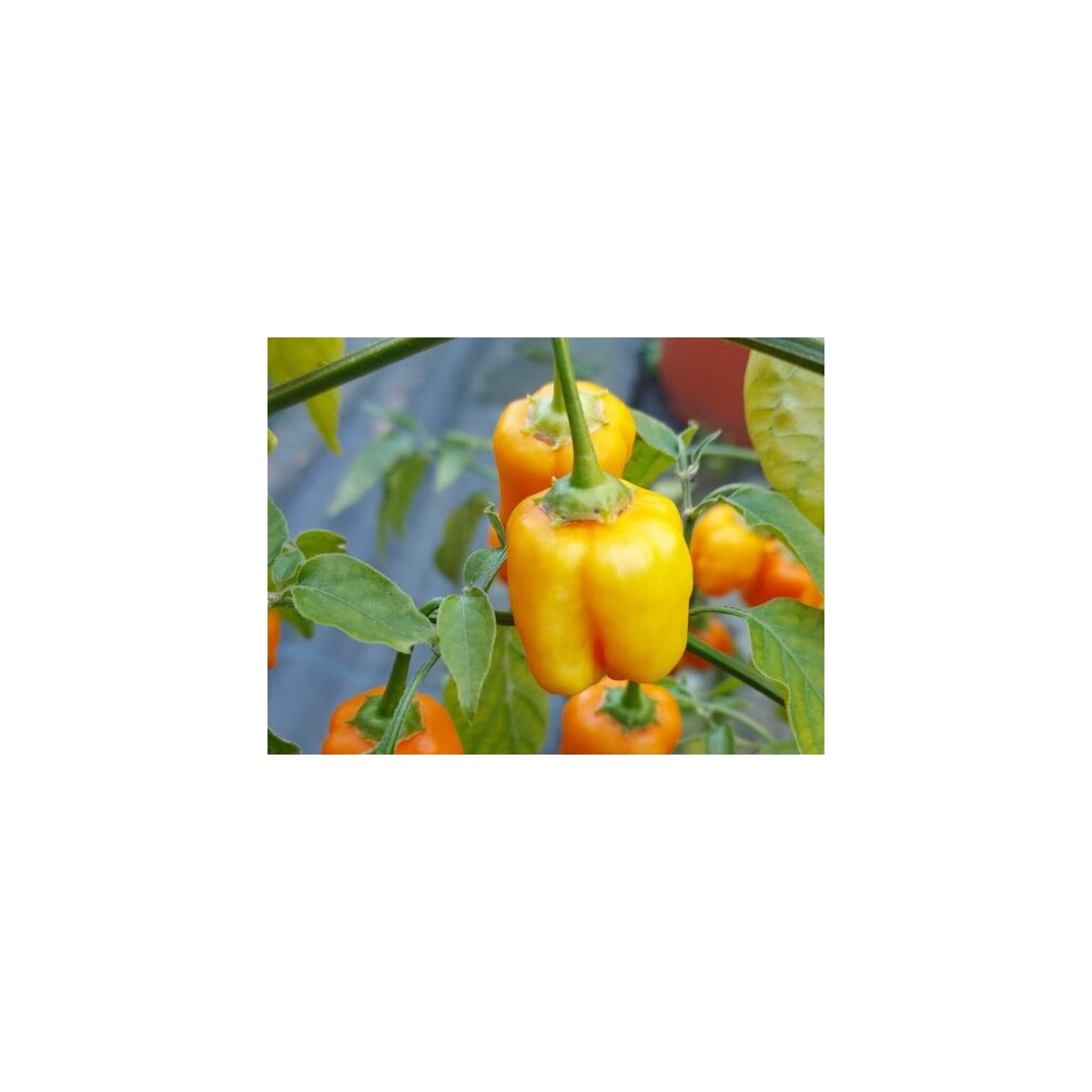 Greendoor Aji Mango – Graines de piment