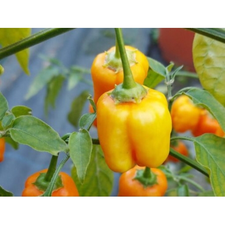 Greendoor Aji Mango –  Chili Samen