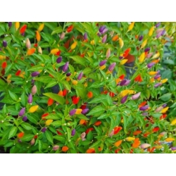 Greendoor NuMex Twilight – Chili Seeds