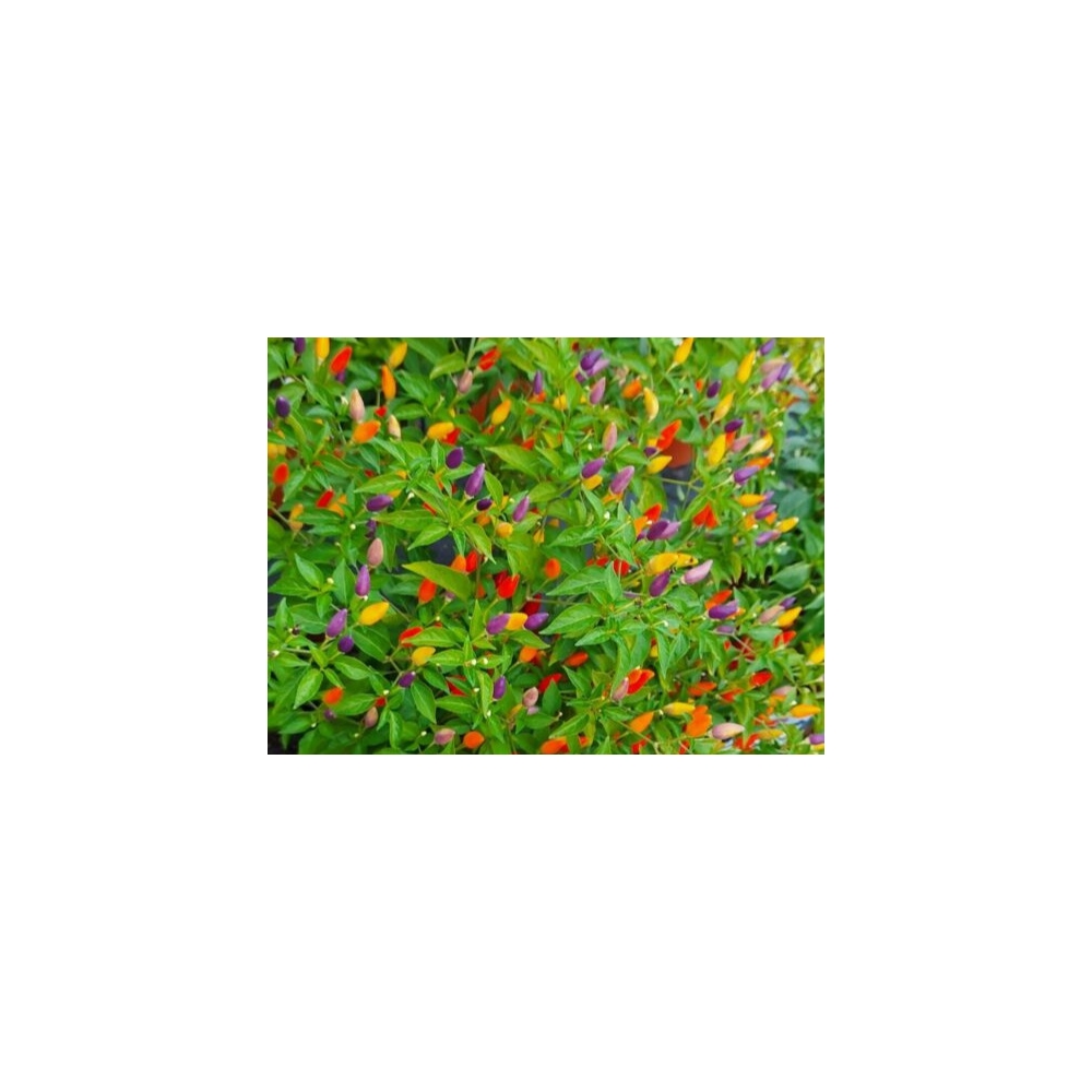 Greendoor NuMex Twilight – Graines de piment