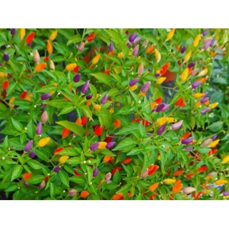 Greendoor NuMex Twilight – Chili Seeds