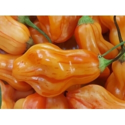 Greendoor Zébrange – Chili Seeds