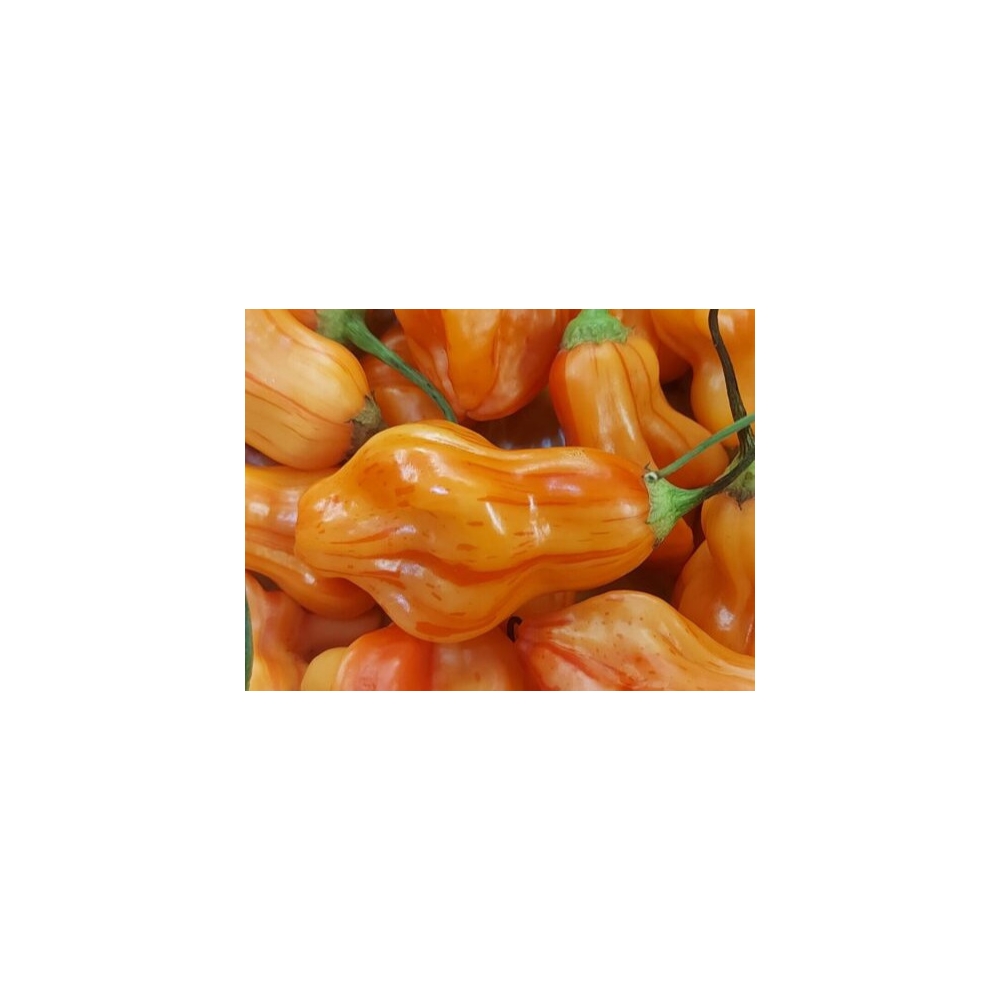 Greendoor Zébrange –  Chili Samen