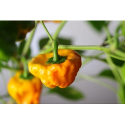 Greendoor Jamaican Yellow – Chili Seeds