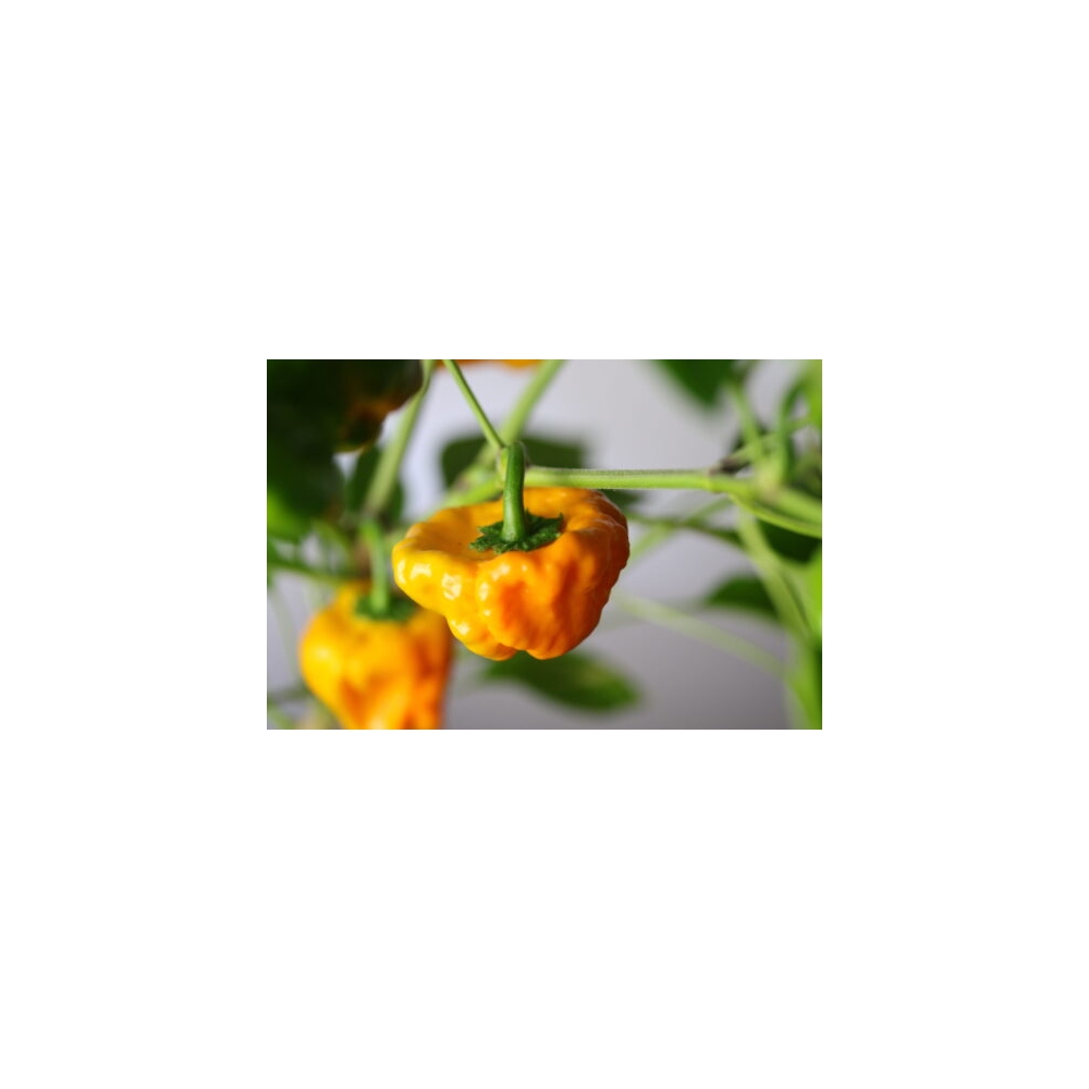 Greendoor Jamaican Yellow – Graines de piment