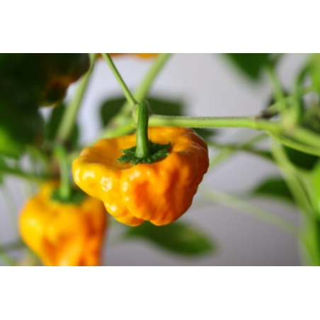 Greendoor Jamaican Yellow – Chili Seeds