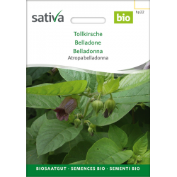 Sativa Rheinau Deadly Nightshade – Seeds