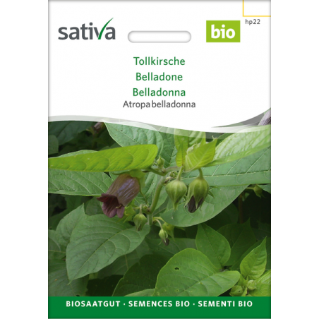 Sativa Rheinau Belladone – Graines