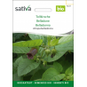 Sativa Rheinau Deadly Nightshade – Seeds