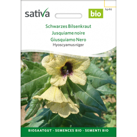 Sativa Rheinau Black Henbane – Seeds
