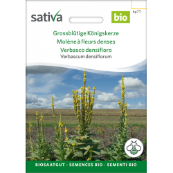 Sativa Rheinau Molène à grandes fleurs – Graines