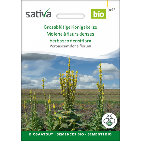 Sativa Rheinau Molène à grandes fleurs – Graines