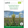 Sativa Rheinau Großblütige Königskerze – Samen