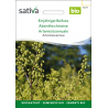 Sativa Rheinau Armoise annuelle – Graines