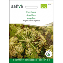 Sativa Rheinau Angelica – Seeds