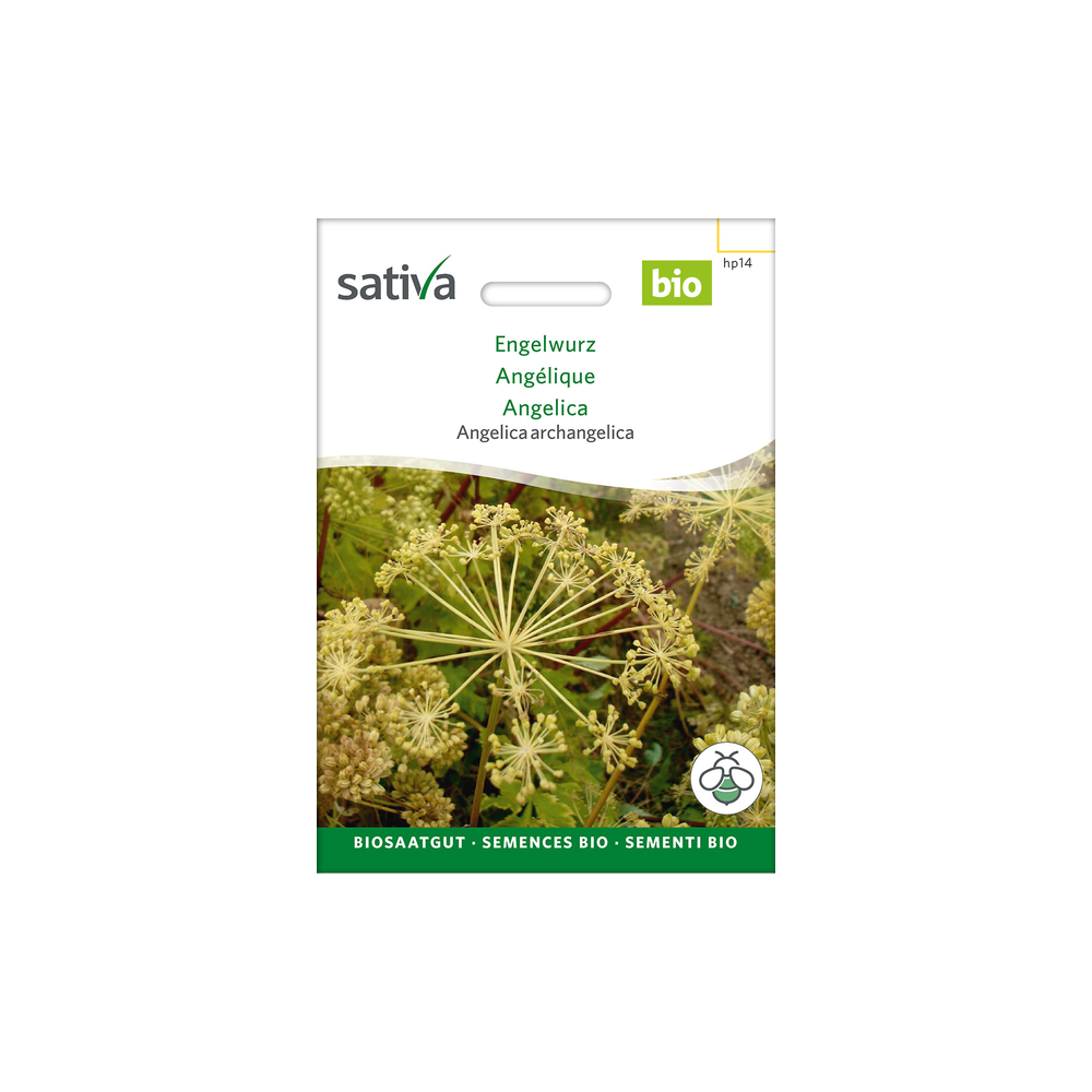 Sativa Rheinau Angelica – Seeds