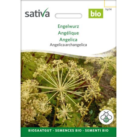 Sativa Rheinau Angelica – Seeds